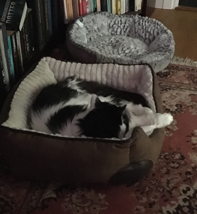 Lucifer i stora korgen