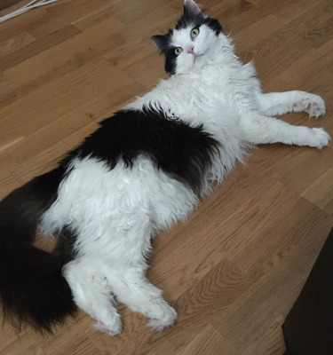 Lucifer på golvet i Salen