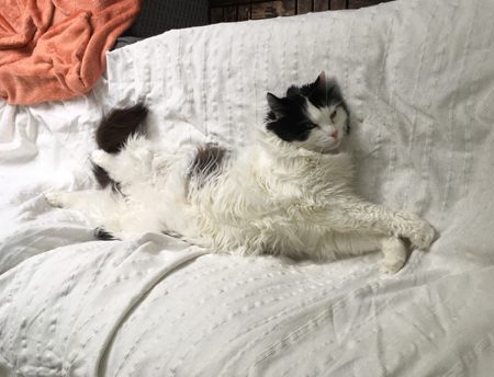 Lucifer utsträckt på soffan på balkongen