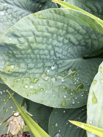 Regndroppar på blad