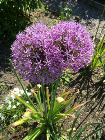 Allium blommande