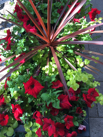 Blomsterprakt vid Fyrisån