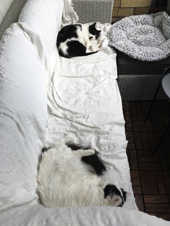 Citrus och Mini i soffan på balkongen