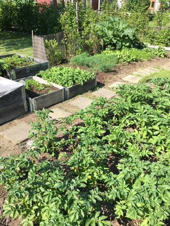 Grödor i Slottsträdgården