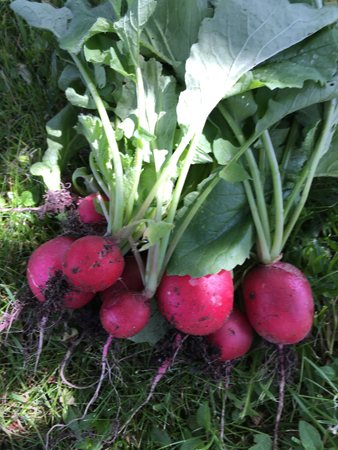 Rädisor 13 juni
