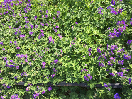 Blomsterhav i blått och grönt vid ån