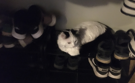 Citrus bland skorna i skohyllan