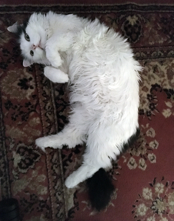 Citrus på rygg i Bokrummet