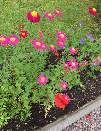 Färggranna blommor på framsidan