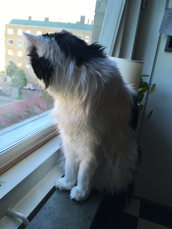 Lucifer fågelskådar i köksfönstret