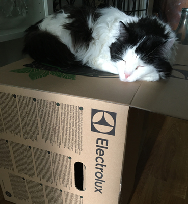 Lucifer sover på dammsugarkartongen