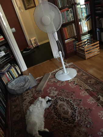 Citrus gillar fläkten