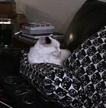 Citrus sover bland kattkuddarna Citrus sover bland kattkuddarna