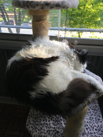 Lucifer sover på klätterpelaren på balkongen