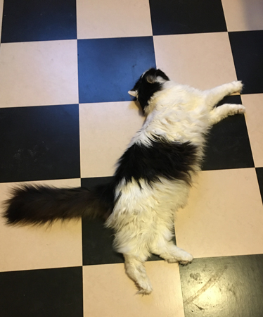 Lucifer utslagen på köksgolvet