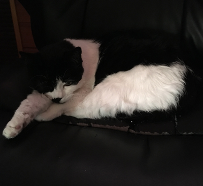 Mini halvsover i skrivbordsstolen