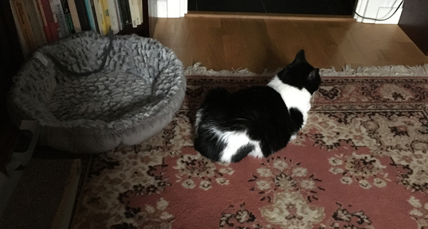 Mini på mattan inte i korgen