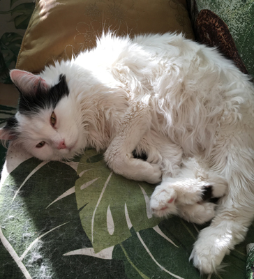 Citrus halvsover i Djungelrummet