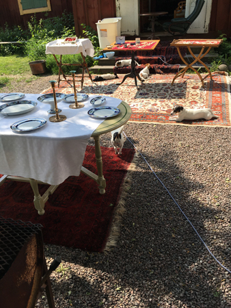 Fem av de sju hundarna hos Antikmannen i Gamlis