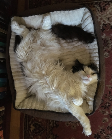 Lucifer i korgen med ett öga stängt