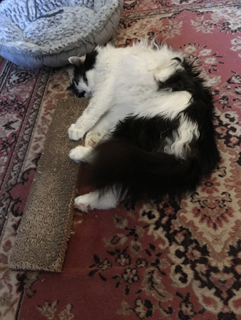 Lucifer med klösbrädan