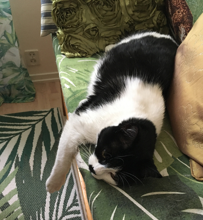 Mini på Annas kökssoffa