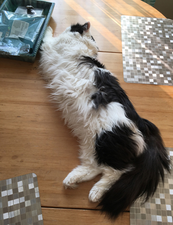 Katten Lucifer ligger raklång på ett köksbord