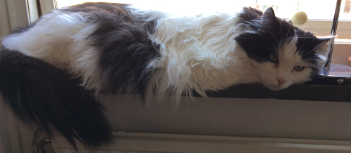 Katten Lucifer i köksfönstret