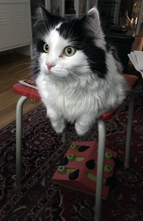 Katten Lucifer tittar efter nåt ätbart