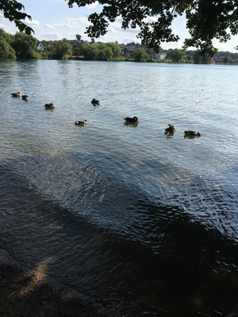 Fåglar i svallvågor