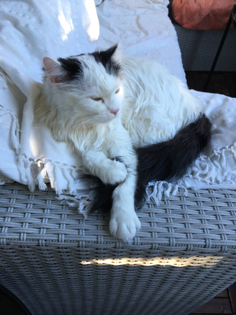 Citrus i kvällssolen på balkongen