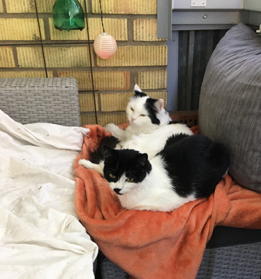 Mini och Citrus på orange filt på balkongen