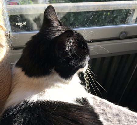 Katten Mini på balkongen