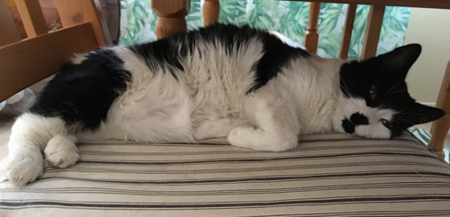 Katten Mini på köksstol