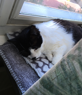 Katten Mini slöar i Djungelrumsfönstret