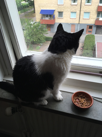 Katten Mini tittar på fåglar genom köksfönstret