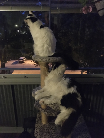 Tisslingarna på balkongen