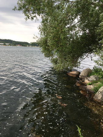 Pilträd vid Vätterpromenaden