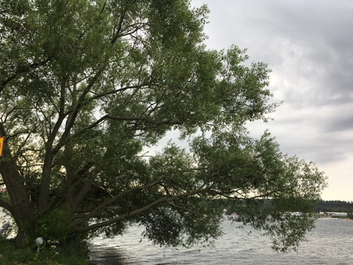 Pilträdet vid Vätterpromenaden breddare