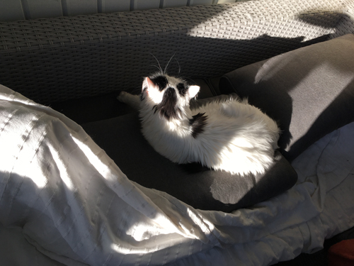 Katten Citrus i kattbäddad balkongsoffa