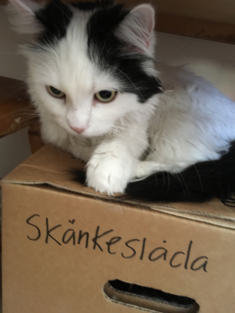 Katten Citrus på skänkeslådan