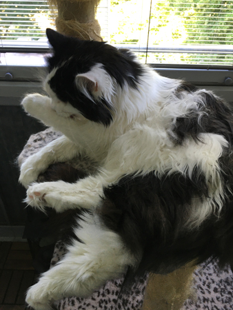 Katten Lucifer tvättar sig på klätterpelaren på balkongen