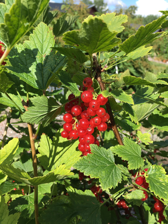 Röda vinbär i Slottsträdgården