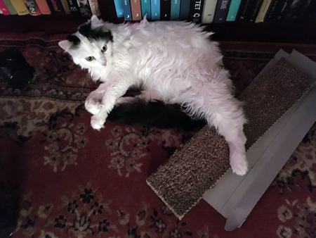 Katten Citrus i Bokrummet