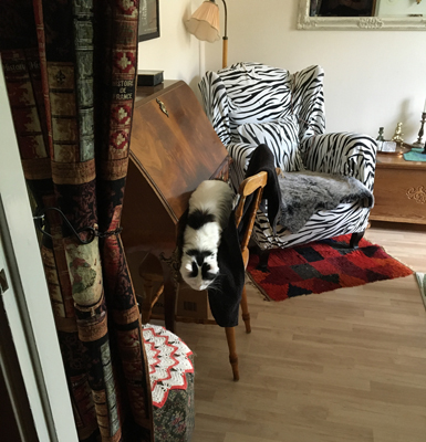 Citrus på pinnstolen i Djungelrummet