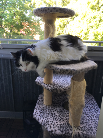 LKatten ucifer hänger på klätterpelaren på balkongen