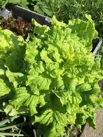 Sallad i Slottsträdgården