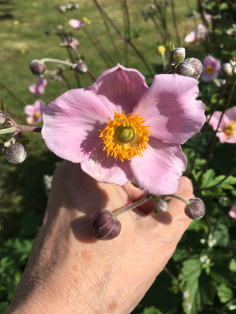 Höstanemon i Slottsträdgården