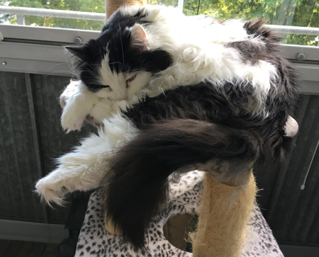 Katten Lucifer halvsover på klätterpelaren