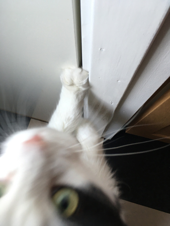 Oskarp närbild på katten Lucifer utanför skafferiet